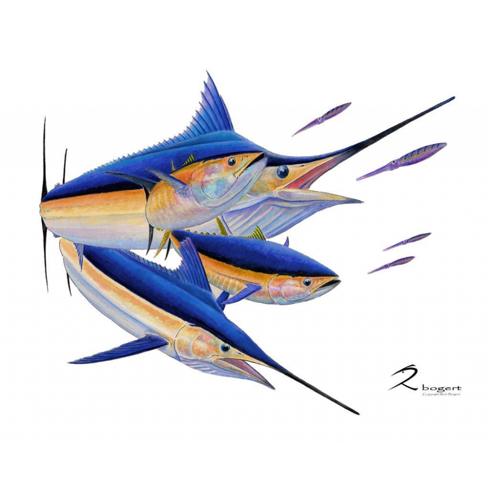 Calcutta Blue Marlin White Marlin Tuna